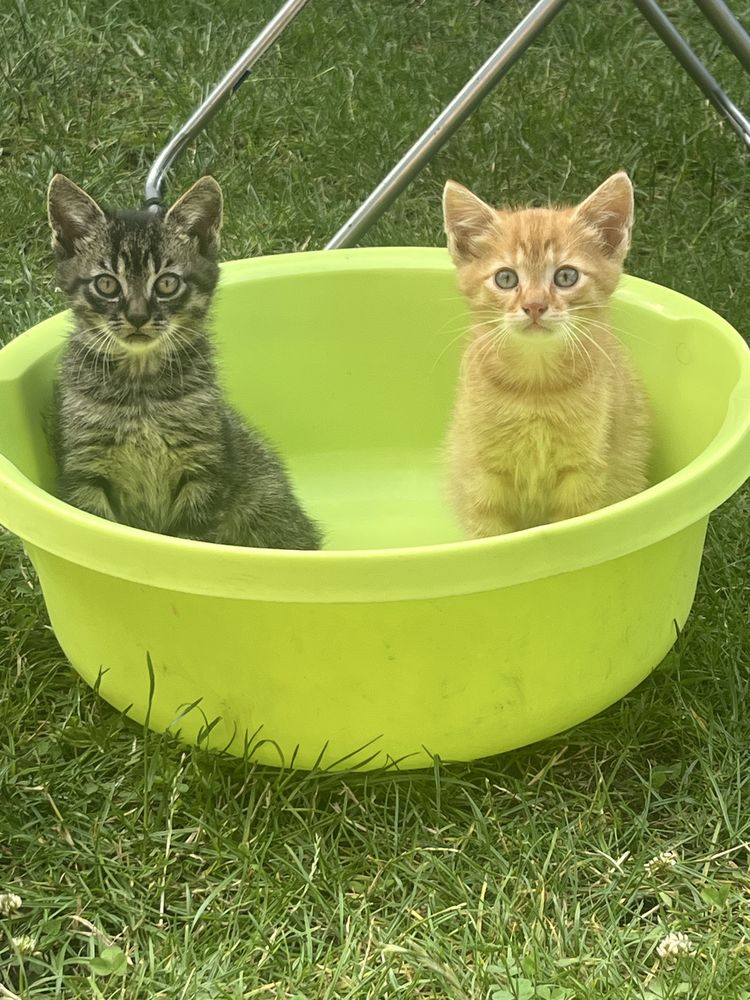 kotki do adopcji