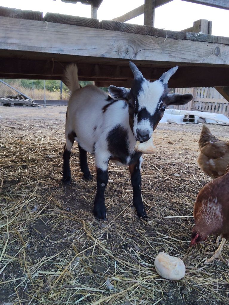 Cabrito anão - 3 meses