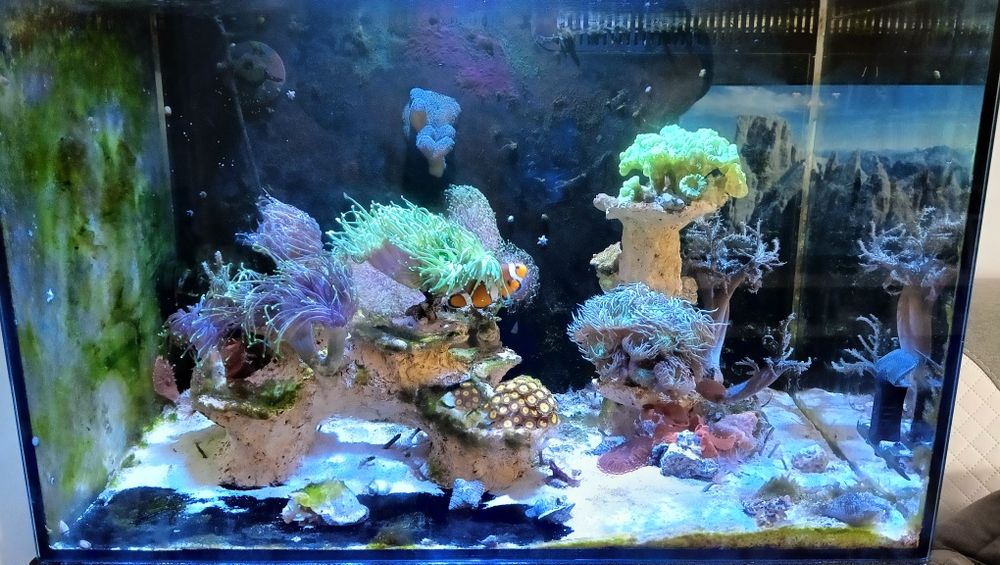 Akwarium morskie kompletne z panelem 120l