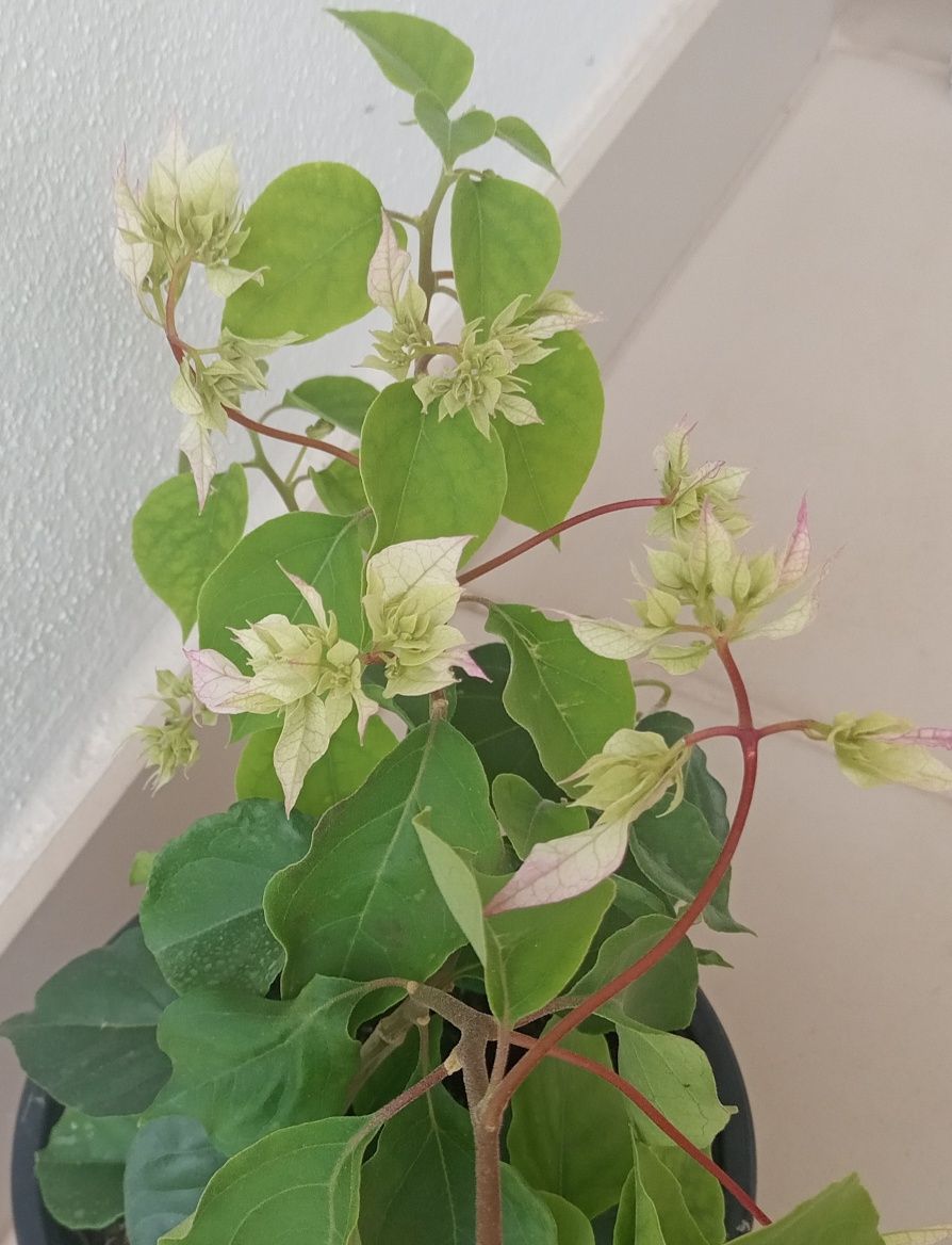 Bugenwilla bougainvillea kremowo zielona 100 cm