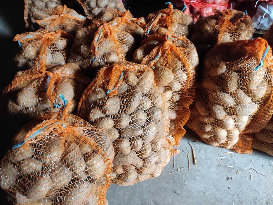 Ziemniaki pyry od rolnika bardzo smaczne ziemniaczki Queen Anne