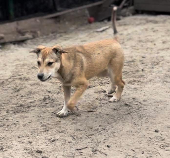 Красивая собака Ласка