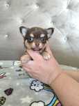Chihuahua długowłosy Czekoladowy  pies