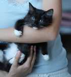 Kotka black solid mitted ragdoll/cherubim