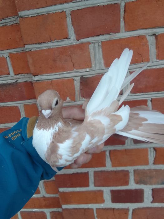 Gołębie zamojskie.