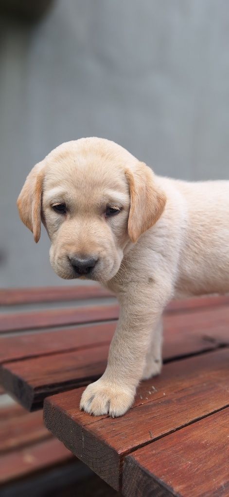 Piesek biszkoptowy labrador retriever