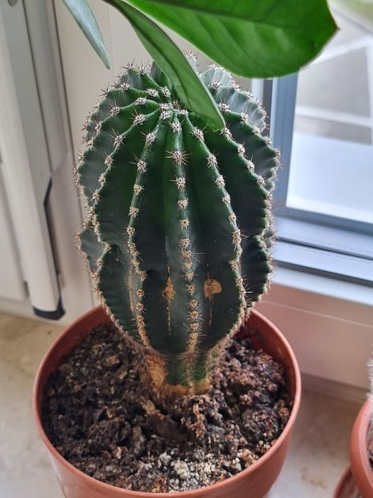 Kaktus doniczkowy kwitnący