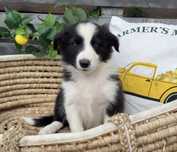 Piesek Border Collie