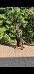 Doberman szuka najlepszego domku