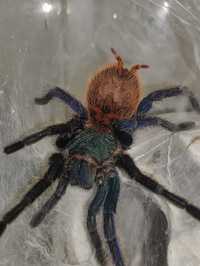 Ptasznik Chromatopelma cyaneopubescens