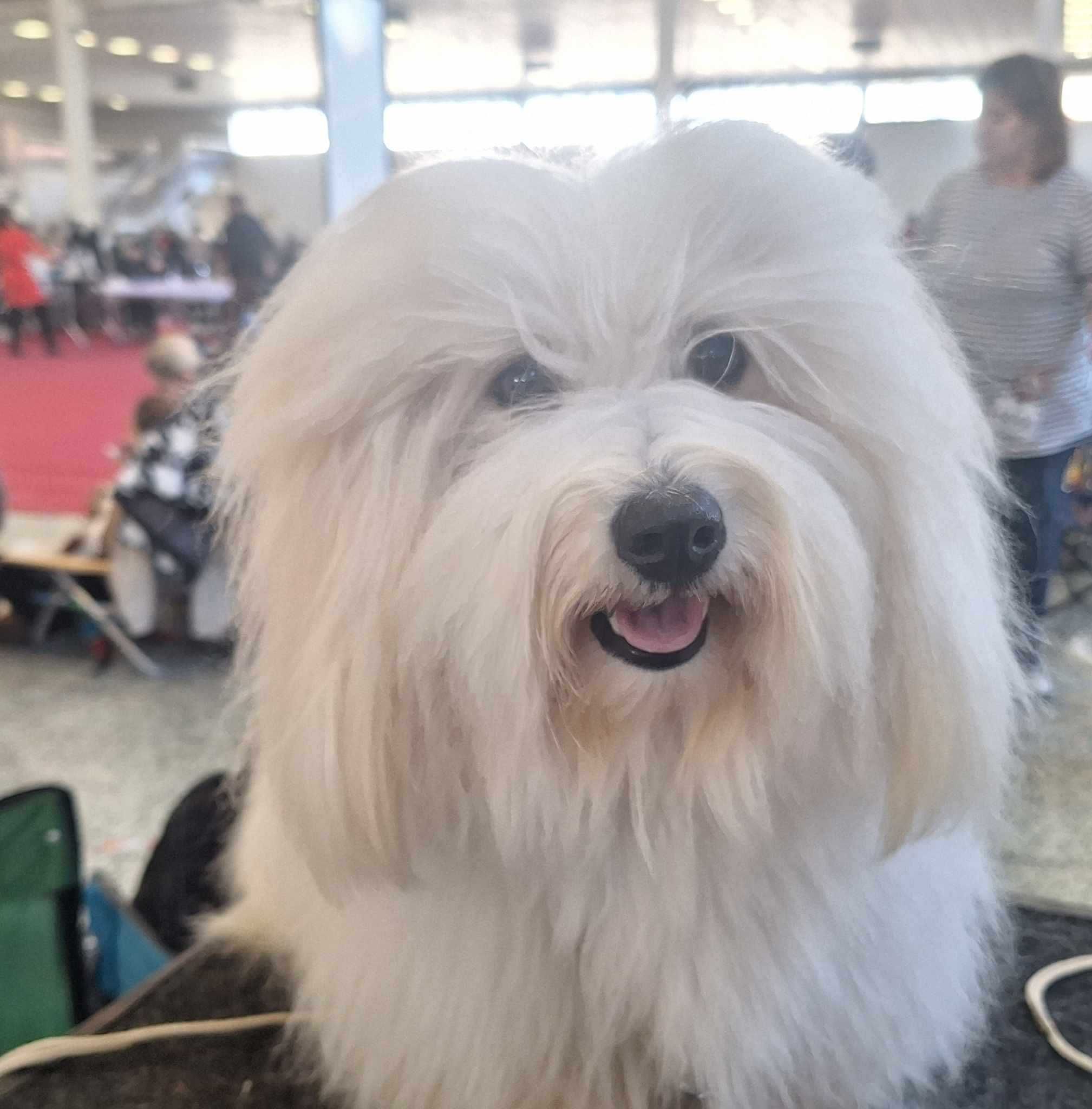 Coton de tulear Przepiękny piesek . Prawdziwy rodowód ZKwP (FCI)