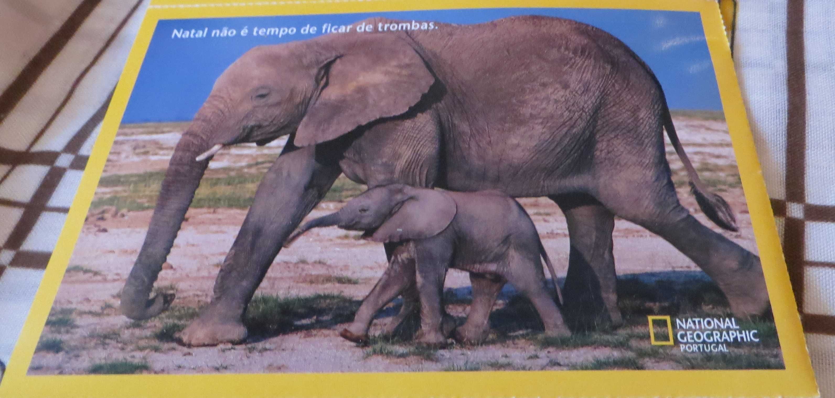 Relaxar no Mundo Maravilhoso Animais, Com lindas mensagens - 4 Unid.