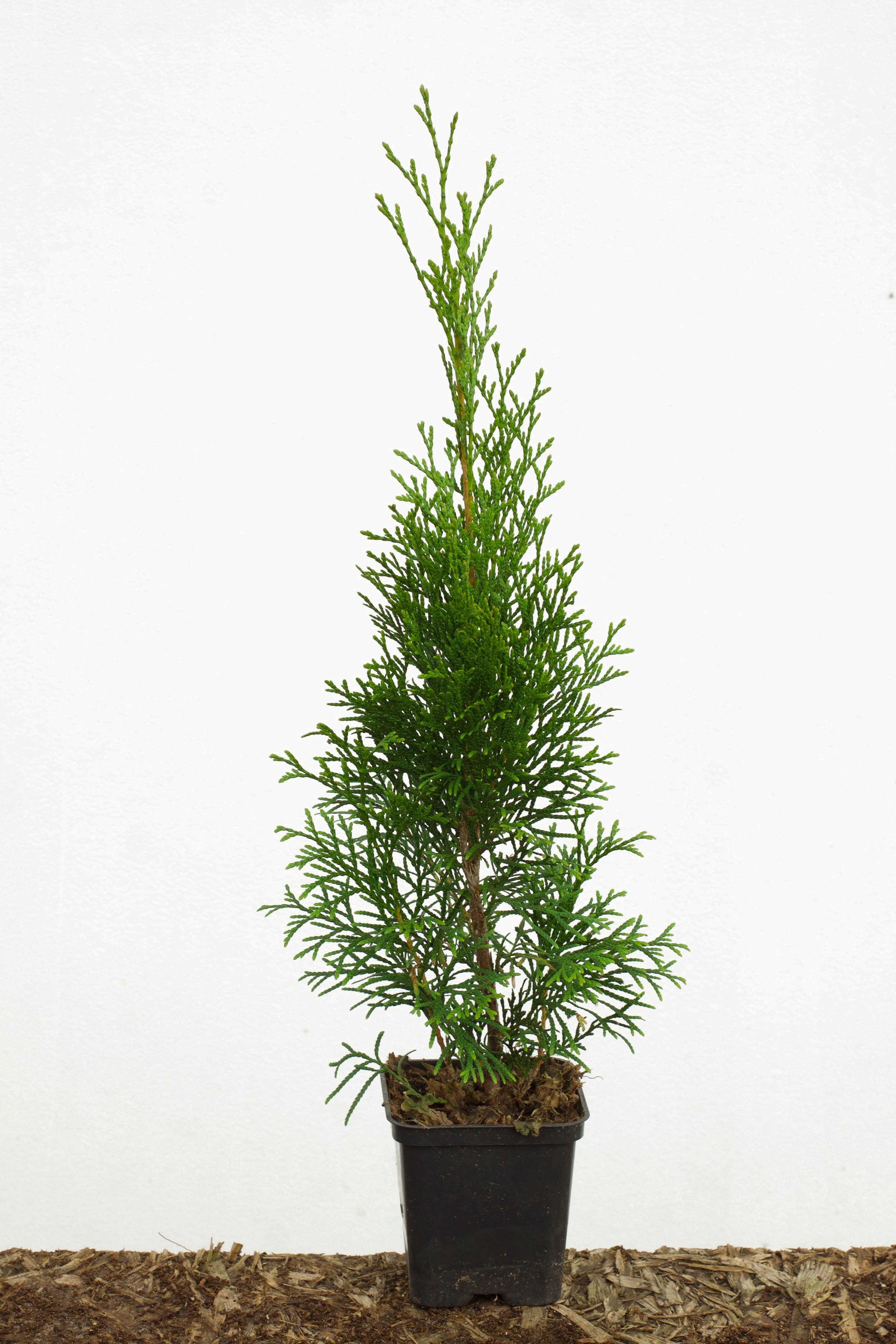 Tuja Thuja szmaragd 50 cm