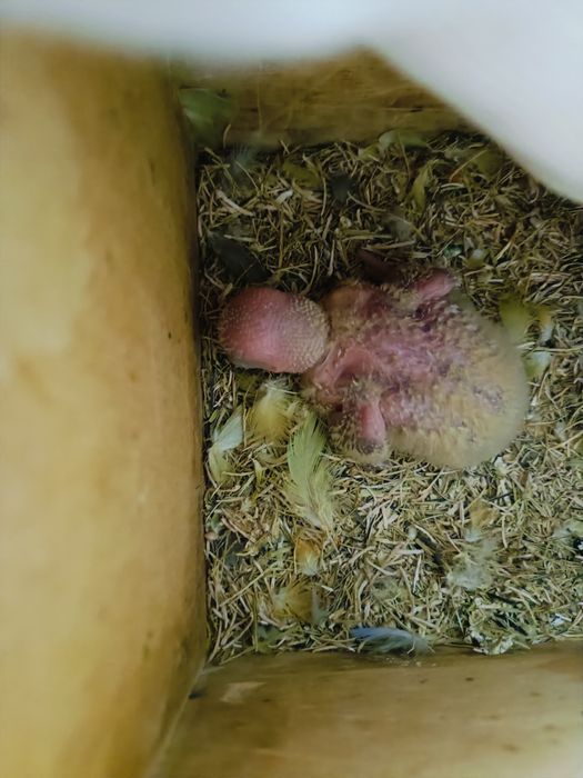 Rosicolis bebê para criar a mão