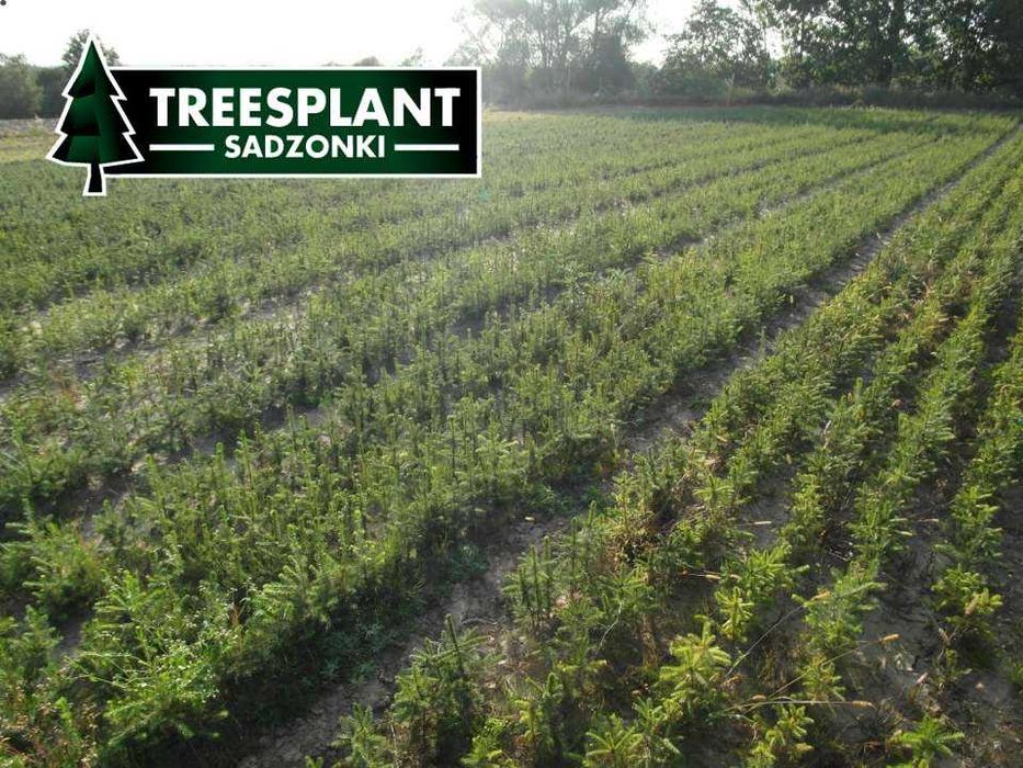 Świerk Pospolity 3L 20-30cm / srebrny jodła kaukaska sadzonki