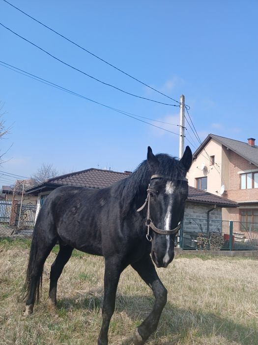 Вогер,Орловський рисак для спарювання