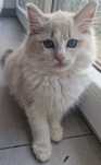 Kotka Ragdoll blue bicolor lynx