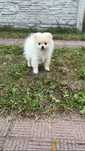 Pomeranian piękna suczka