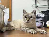 ESTERILIZADA | Gata sénior disponível para adoção responsável