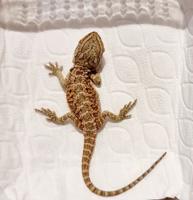 Agama brodata młode