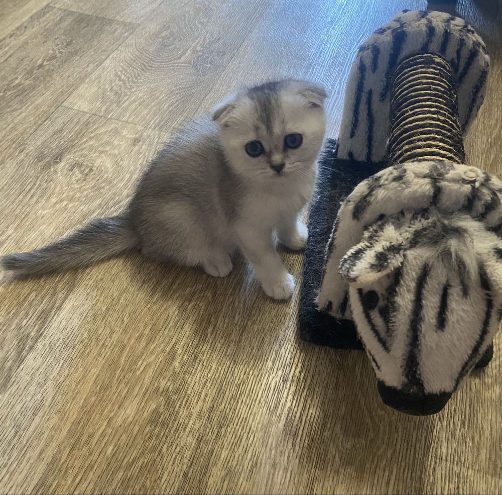 Продам шотландских котят