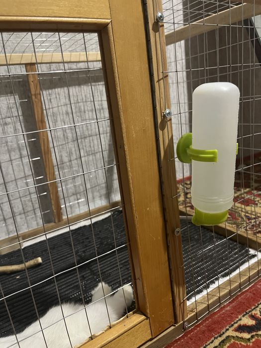 Кролик голанський мініат разом з кліткою та всим комплектуючим