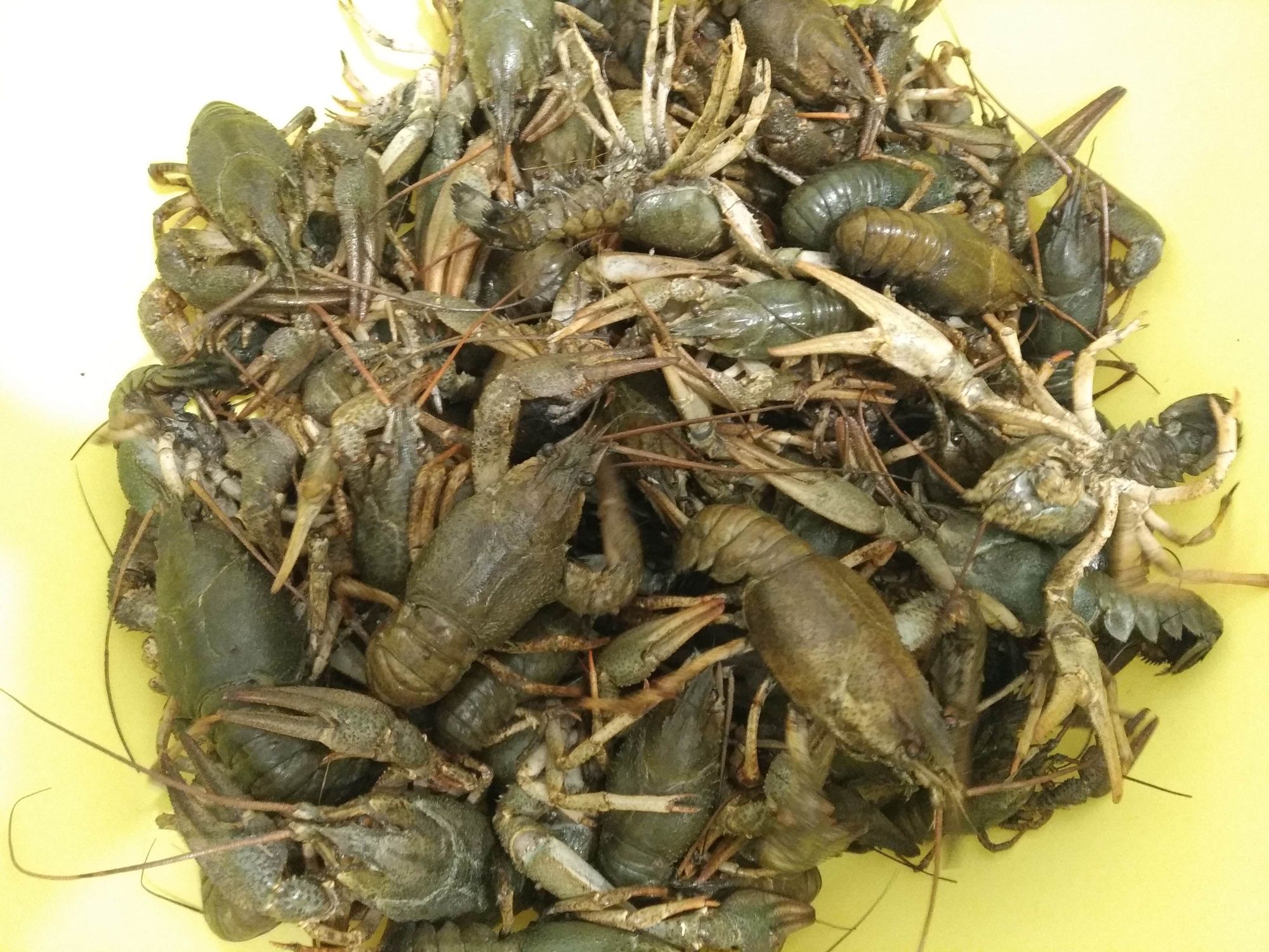 Раки живые дикие!