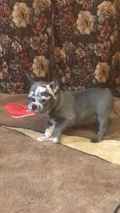 Французький бульдог, дівчинка.