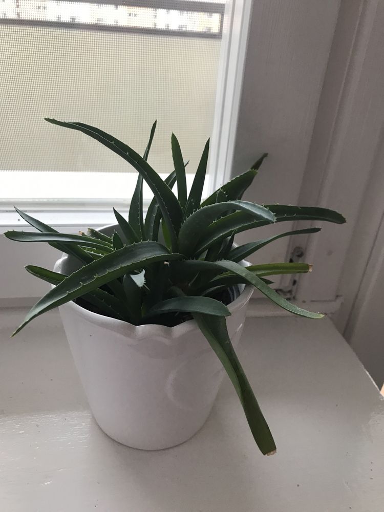 Sprzedam aloesy aloe vera