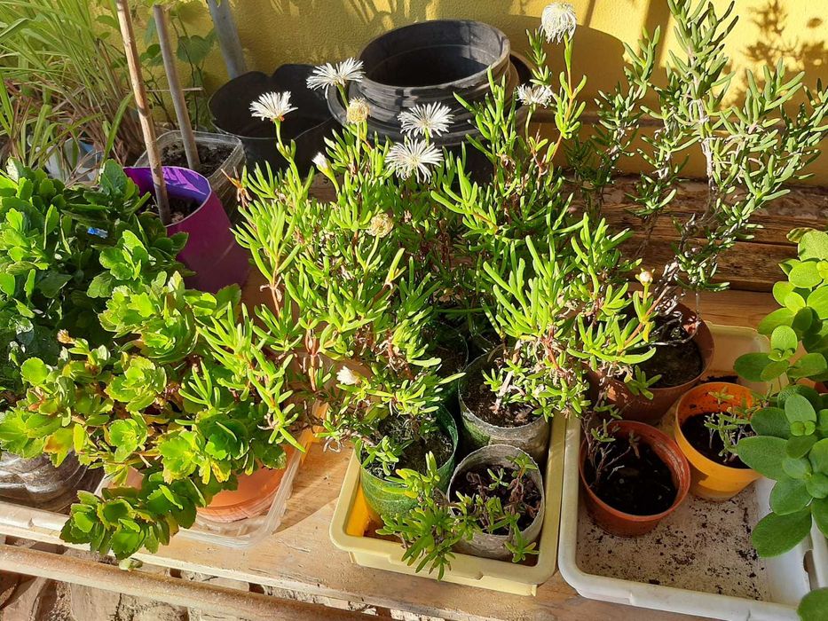 Plantas decorativas, suculentas, Physalis, Aloé vera