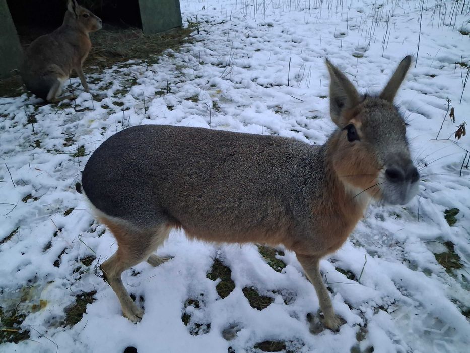 Mary Patagońskie, piękna para
