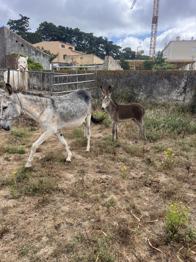 Burra montada e burrinho