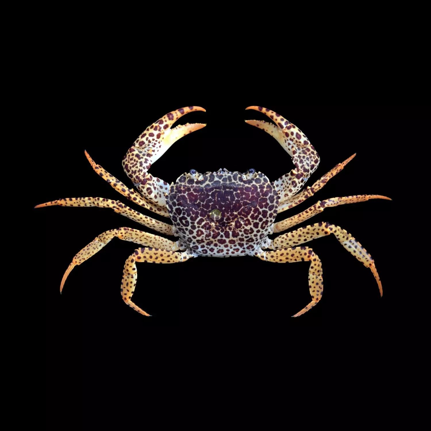 Krab pantera od Neon Zoo