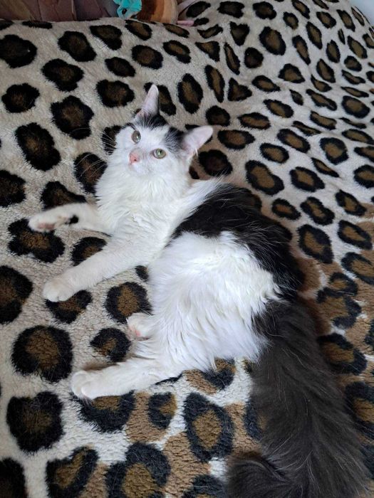 Котёнок Ляля — нежная девочка. Ей 10 месяцев.