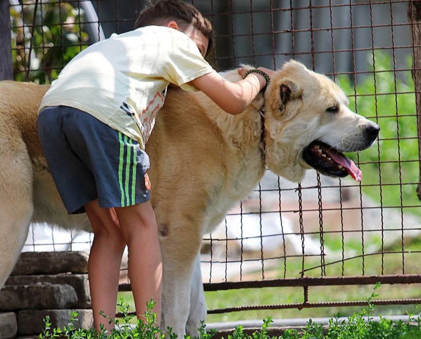 Кобелі  для  в'язки.