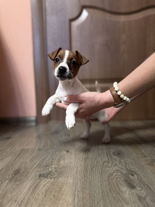 Породисті Джек Расели