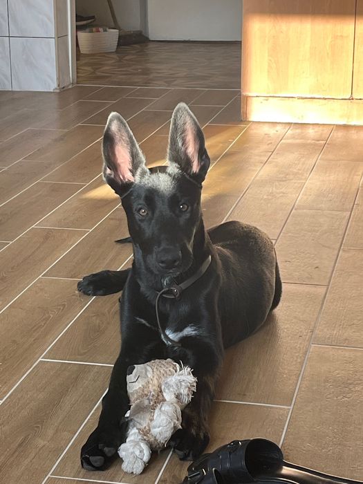 Owczarek belgijski Malinois 5 miesięcy
