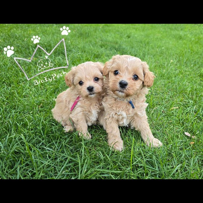 Maltipoo F1 styczeń zapowiedź pudel toy red doodle badania wyprawka pa