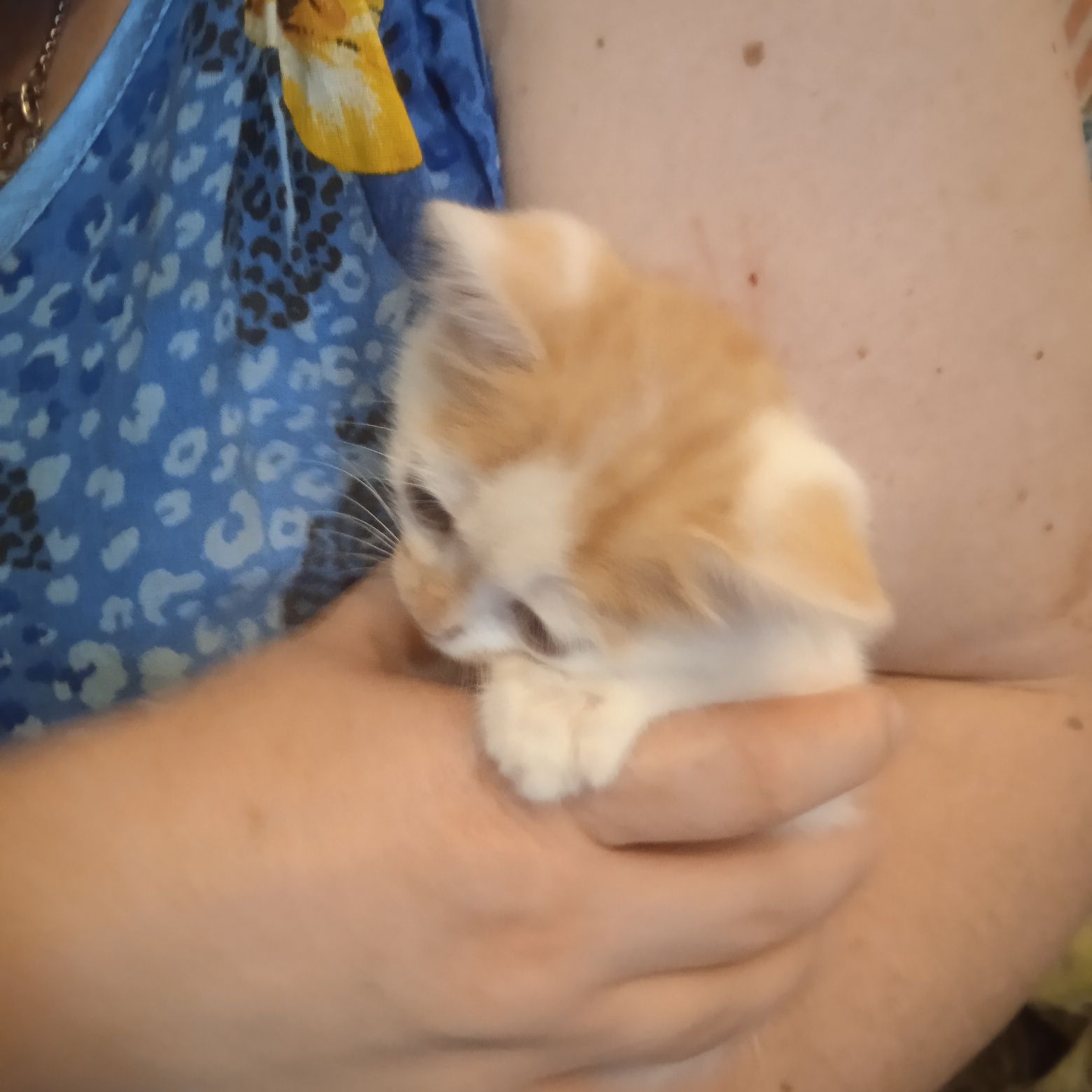 Одам в хорошие руки котенка