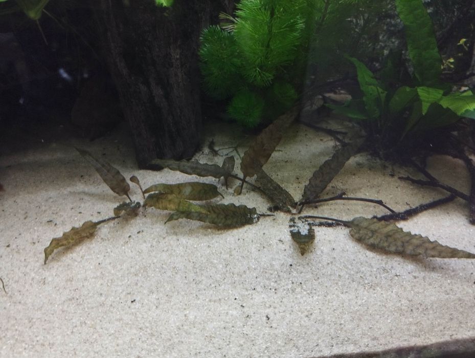 Anubias roślina akwariowa