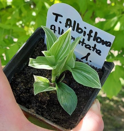 Trzykrotka Tradescantia albiflora albovitata