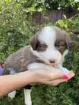 Border collie piesek o umaszczeniu czekoladowym
