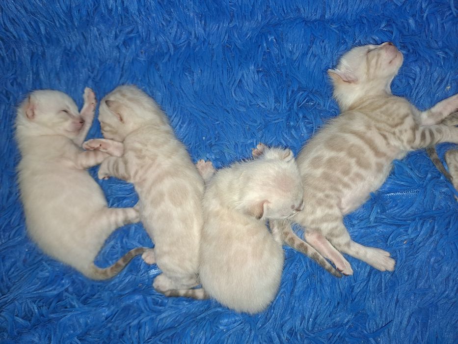 Снежные бенгальские котята кот кошка