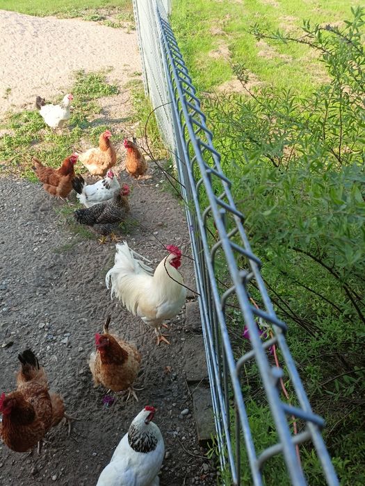 Sprzedam koguta białego