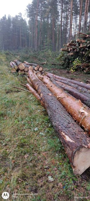 Skup lasów wycinka drzew usługi leśne sprzątanie powierzchni