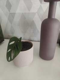 Monstera (folhas grandes) linda em vaso decorativo.