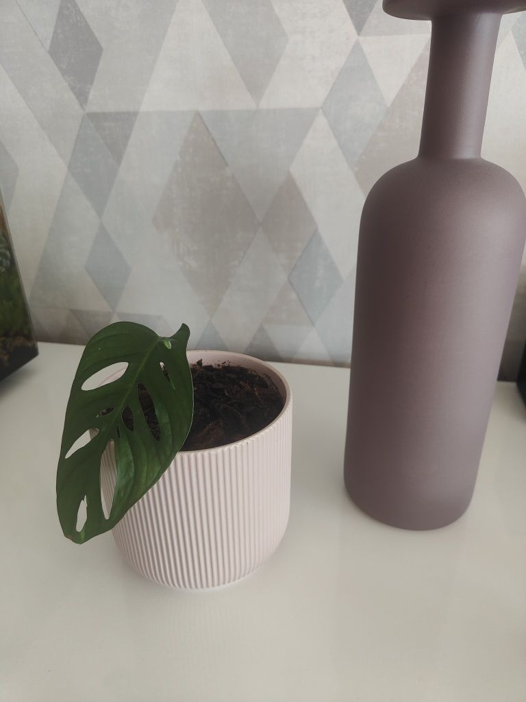 Monstera adansonii linda (espécie de folhas grandes) vaso decorativo