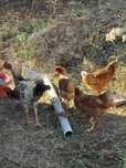 5 galinhas  e um galo sendo do campo 2 botadeira e 3 do campo