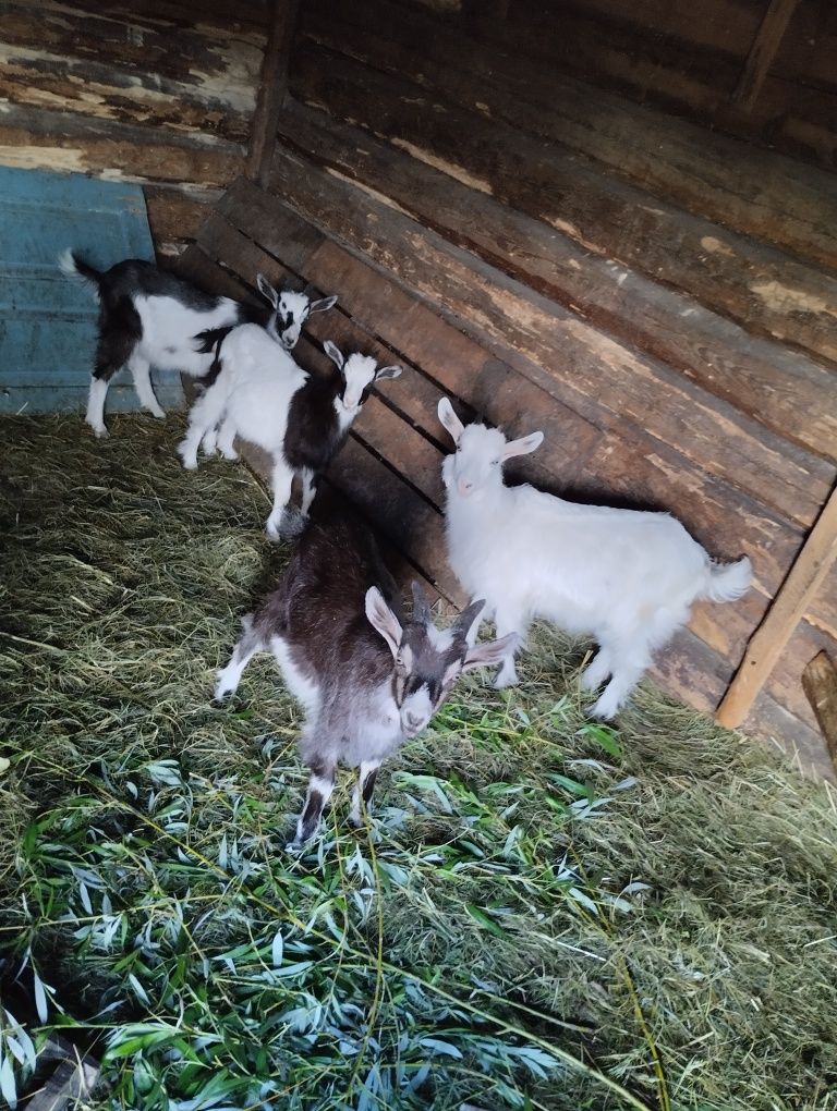 Продам козенят ціна договірна