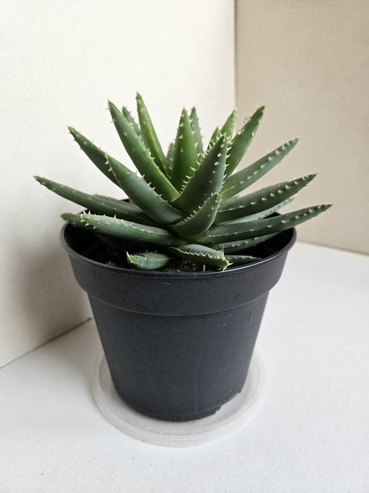 Planta Aloe brevifolia Vaso 13 cm